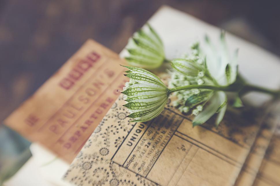 Free Image of Vintage documents with green striped seed pods on top 