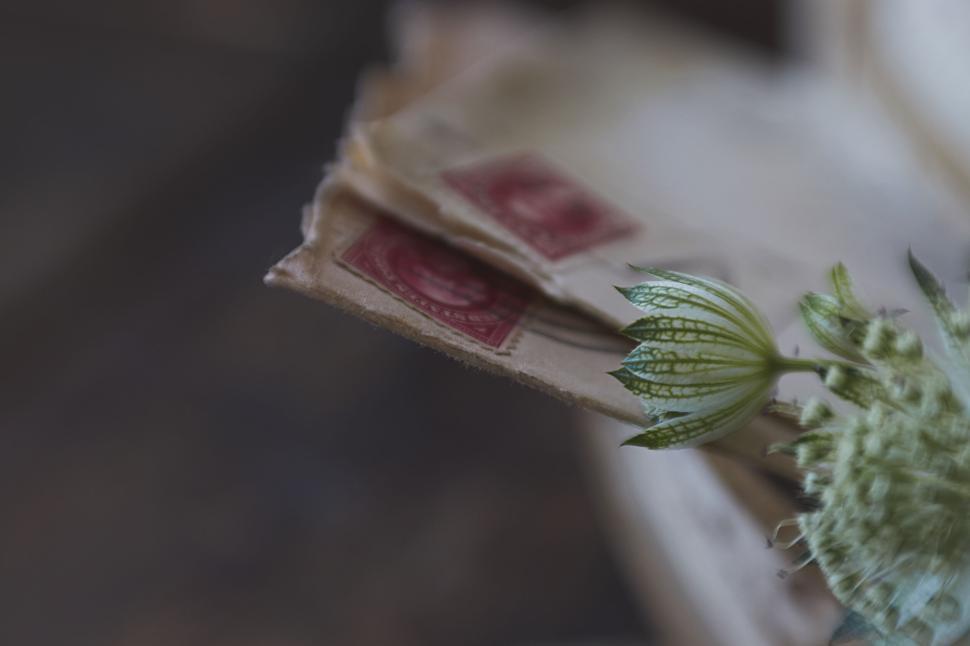 Free Image of Vintage letters with stamps and delicate greenery 