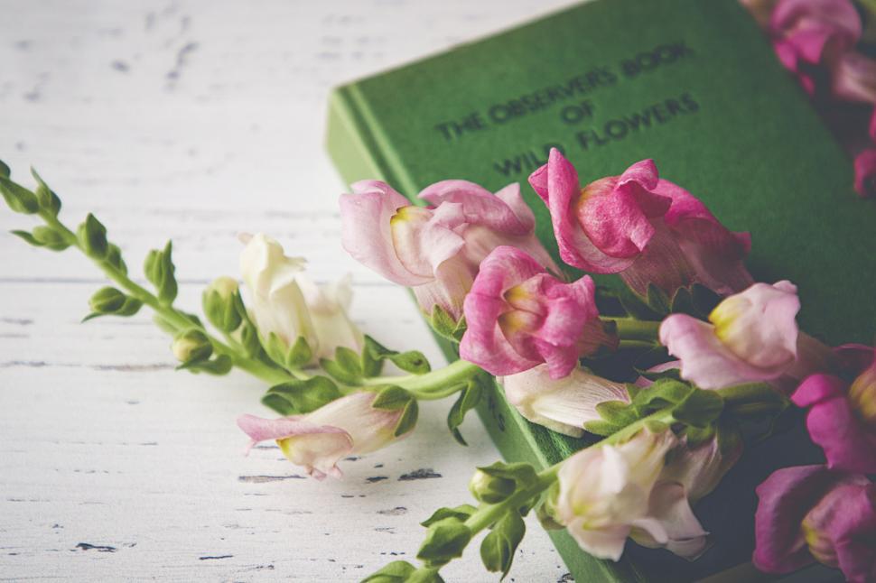 Free Image of Book and pink snapdragons on white wooden background. 