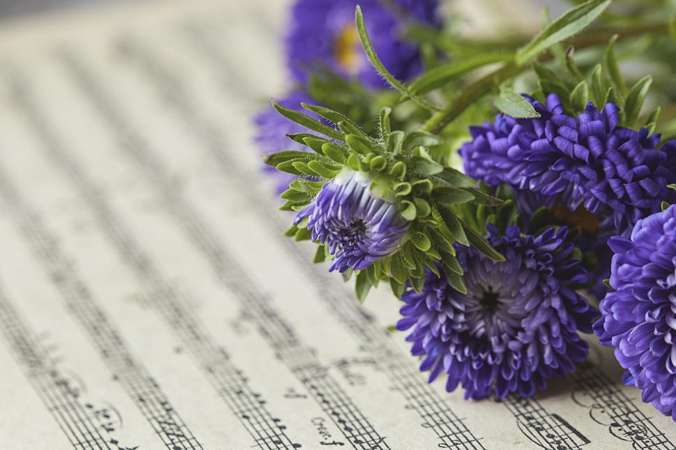 Free Image of Blue asters on sheet music, vintage musical ambiance. 