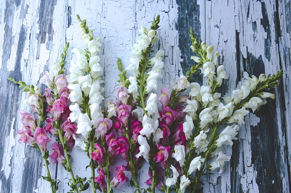 Free Image of White and pink snapdragons on distressed blue wooden surface 
