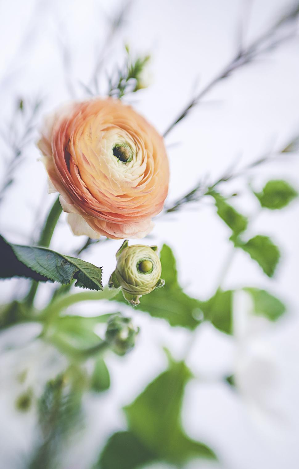 Free Image of Orange ranunculus and buds with green foliage bright photo 