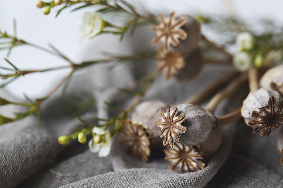 Free Image of Dried poppy pods and flowers on a fabric background 