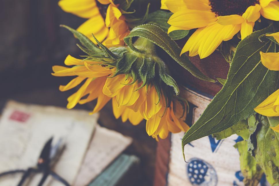 Free Image of Sunflowers and garden tools on wooden table close-up 