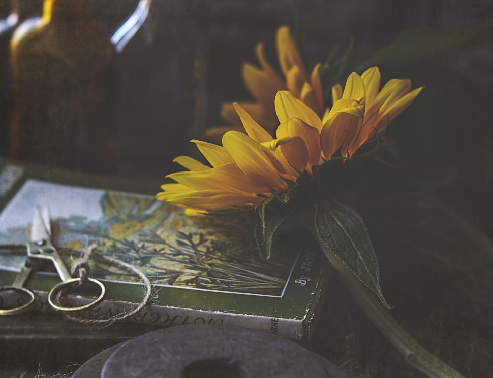 Free Image of Yellow flowers on an illustrated book with scissors. 