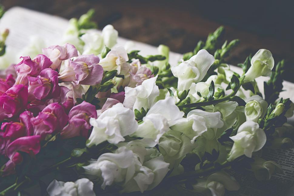 Free Image of Colorful bouquet of pink and white snapdragon flowers. 