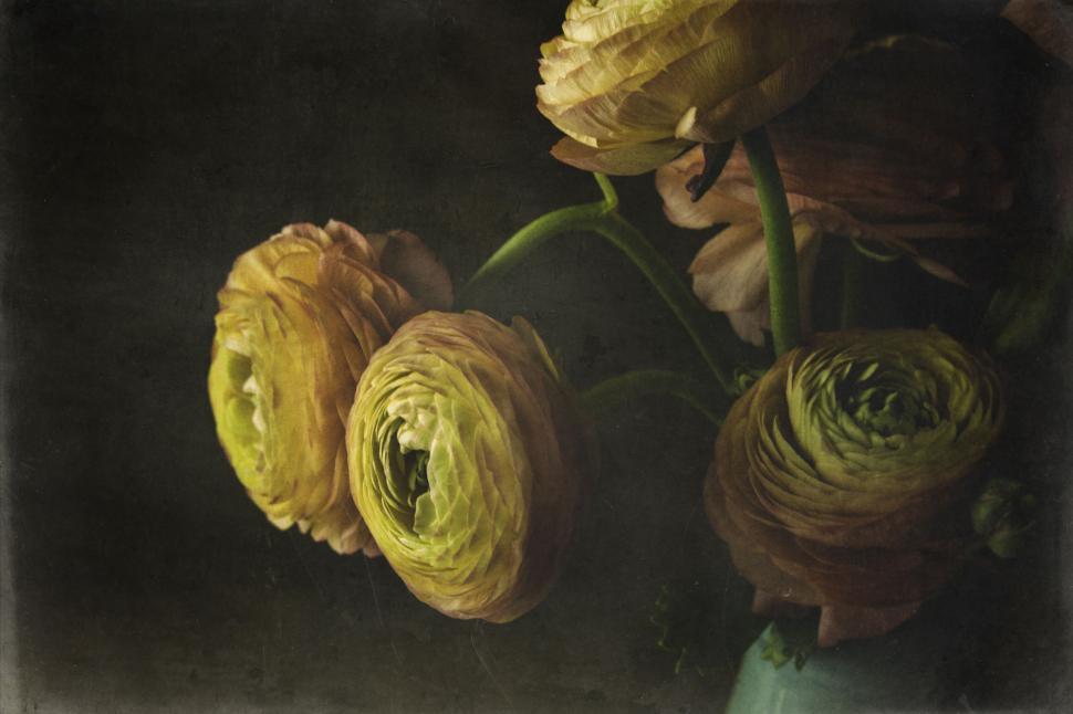 Free Image of Close-up of orange and yellow ranunculus flowers. 