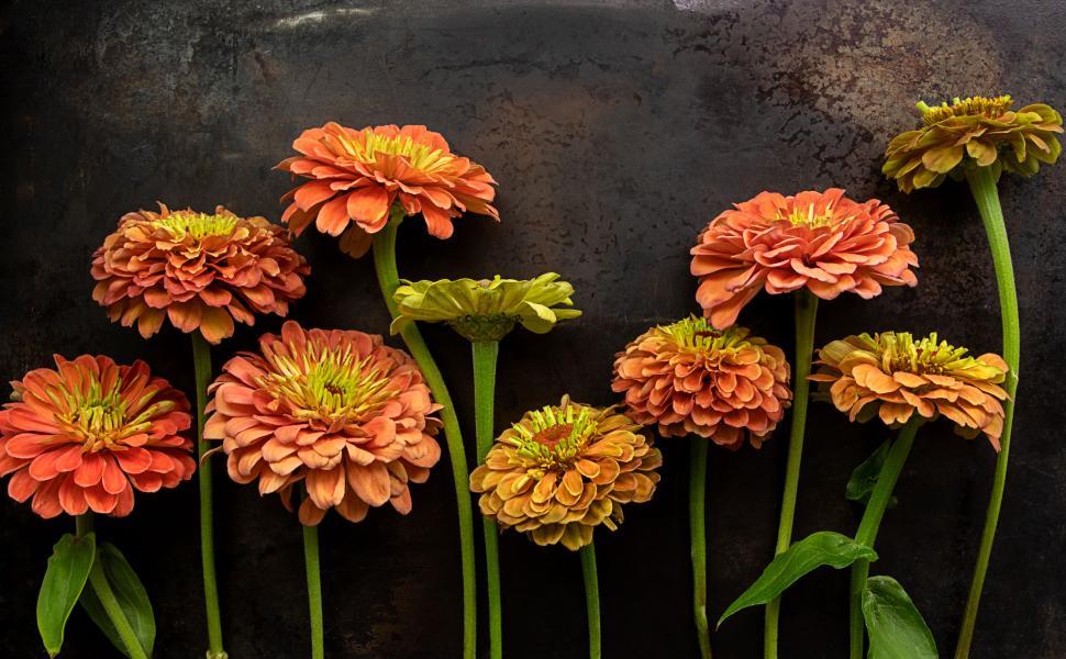 Free Image of Vivid Orange Flowers Against Rustic Background 