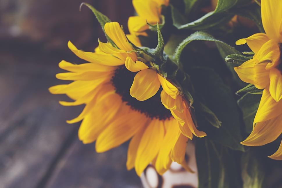 Free Image of Bright Yellow Sunflowers Full of Life 