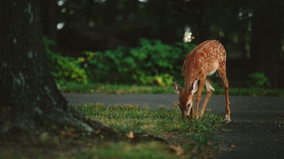 Free Image of Young deer grazing in a green park 
