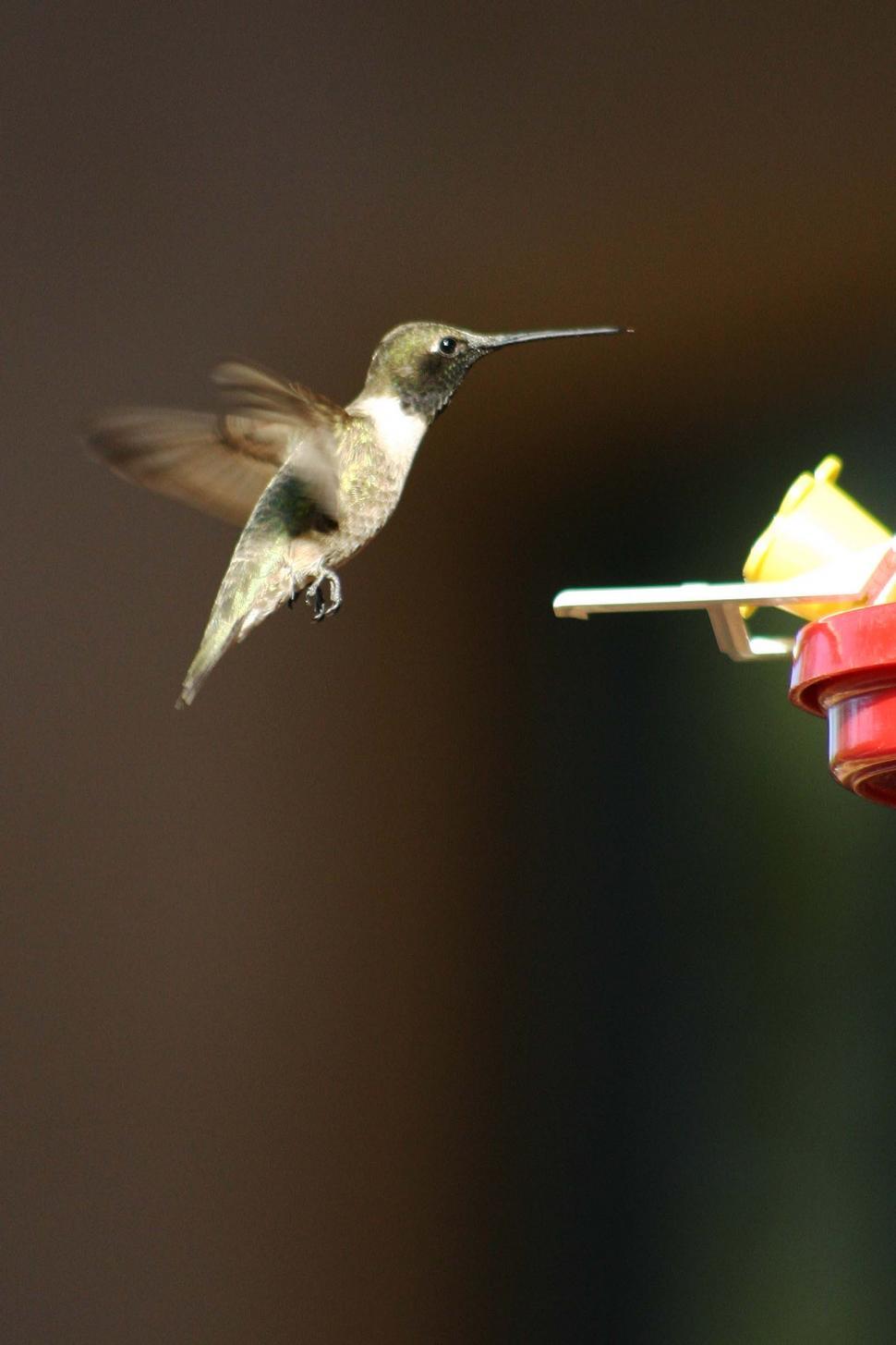 Free Image of Hummingbird Flying Towards Bird Feeder 