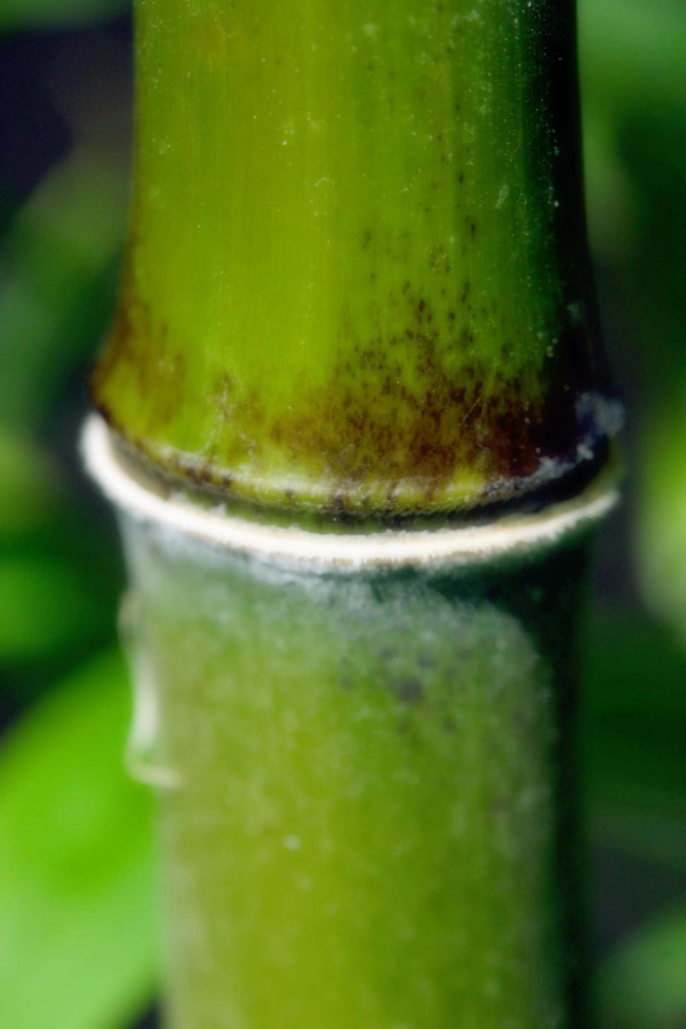 Free Image of Bamboo 