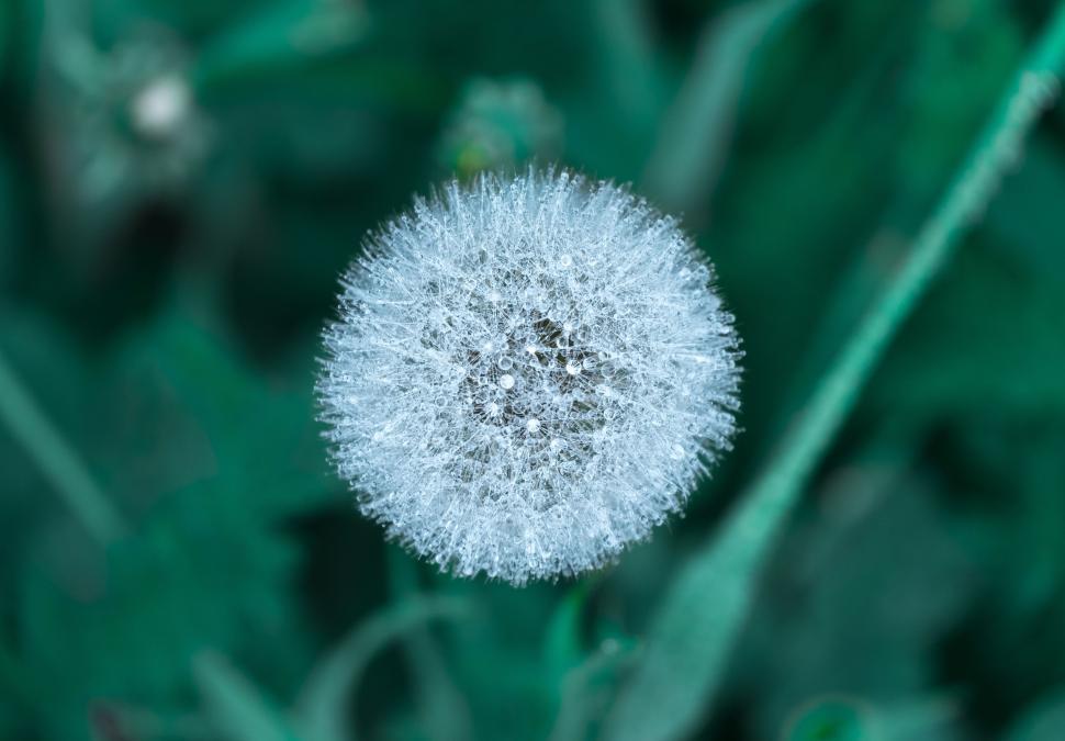 Free Image of Close-up shot of a frosted dandelion against green foliage. 