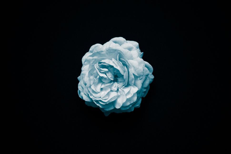 Free Image of Single white rose in bloom against a dark background. 