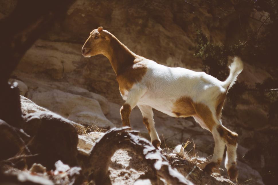 Free Image of Tan and white goat climbing a rocky terrain at daylight 