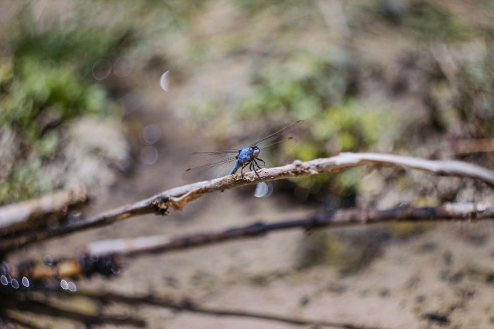 Free Image of Close-up of a dragonfly perched on a twig near water 