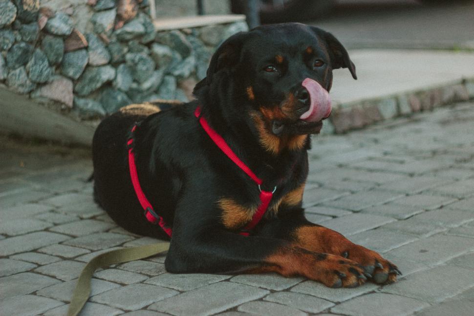 Free Image of Large black and tan dog in a red harness licking nose 