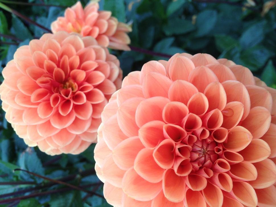 Free Image of Close-up of vibrant orange dahlias in full bloom 