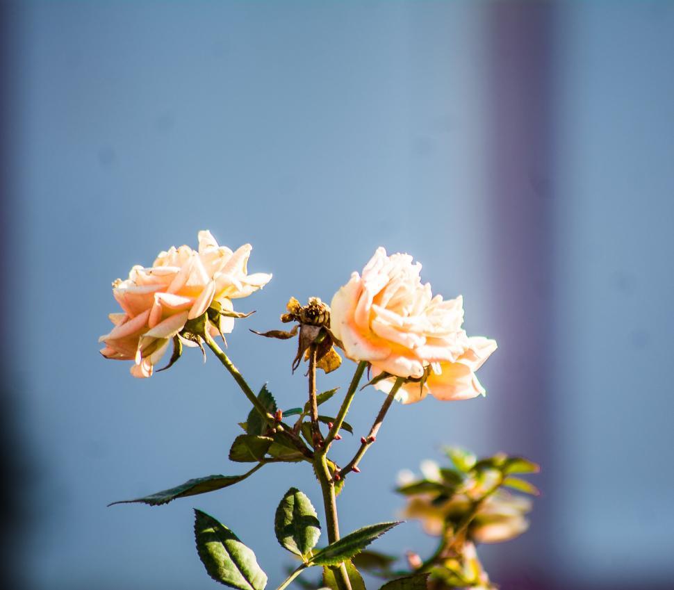 Free Image of Pair of pale pink roses bathed in gentle sunlight 