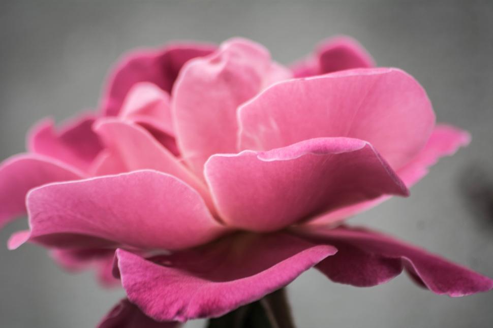 Free Image of Single pink rose in close-up detail with soft lighting 