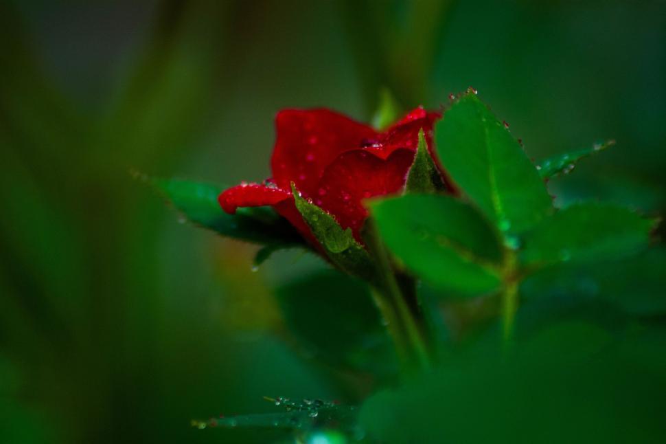Free Image of Single red rose surrounded by vibrant green foliage. 