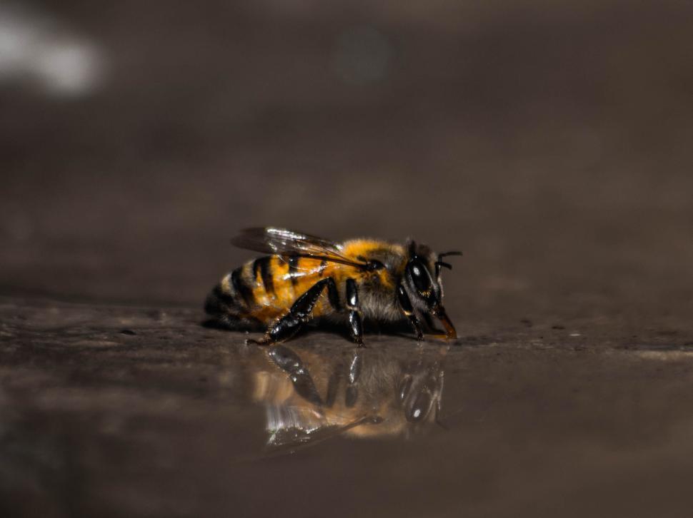 Free Image of Close-up of a bee reflecting on a shiny surface. 