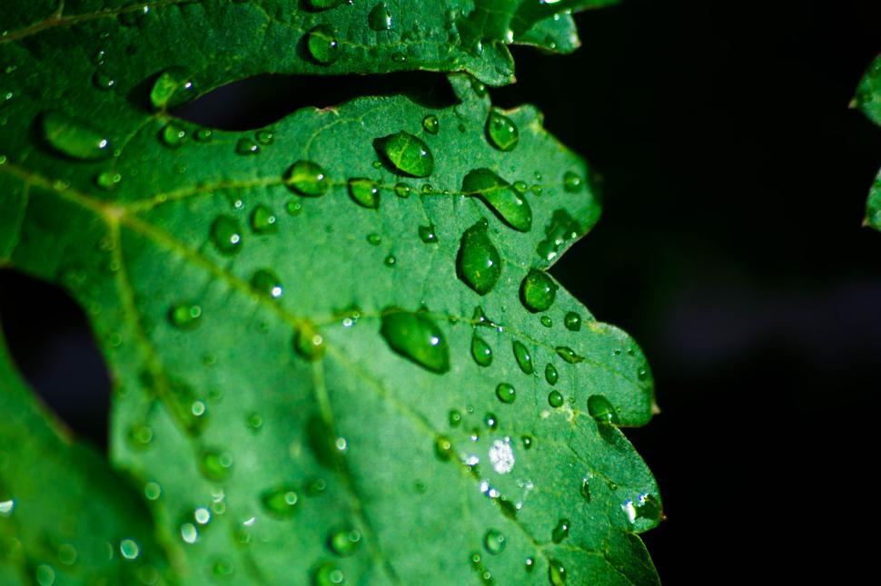 Free Image of Green leaf with water droplets, nature macro image. 