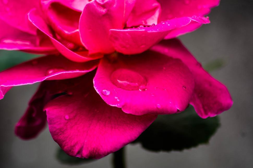 Free Image of Close-up of pink rose with water droplets, floral beauty. 