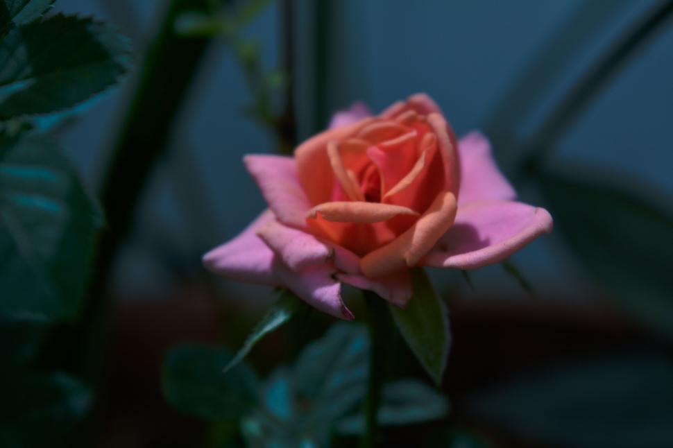 Free Image of Pink rose in bloom, indoor macro floral photography. 