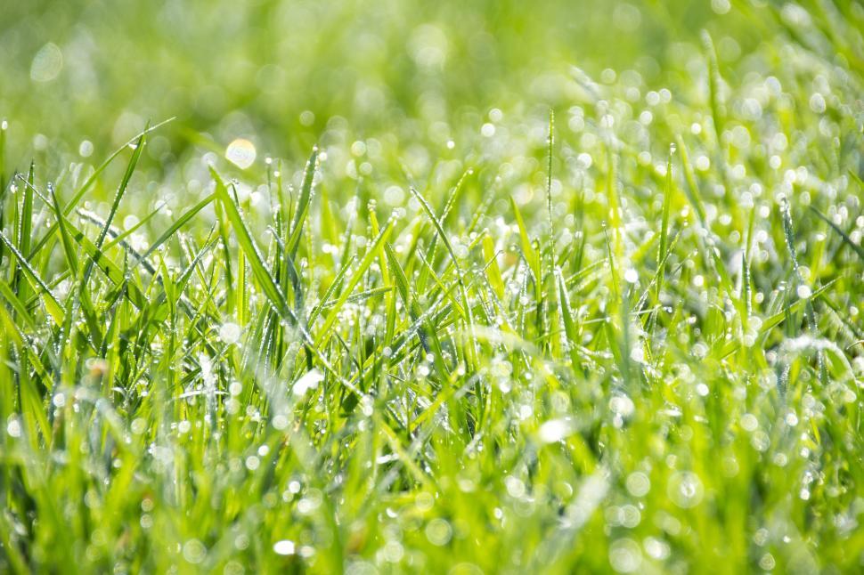 Free Image of Fresh, morning dew glistening on green grass in sunlight. 