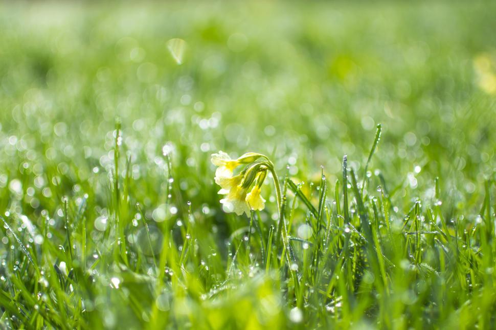 Free Image of Beautiful lone flower with dew drops on spring green grass 