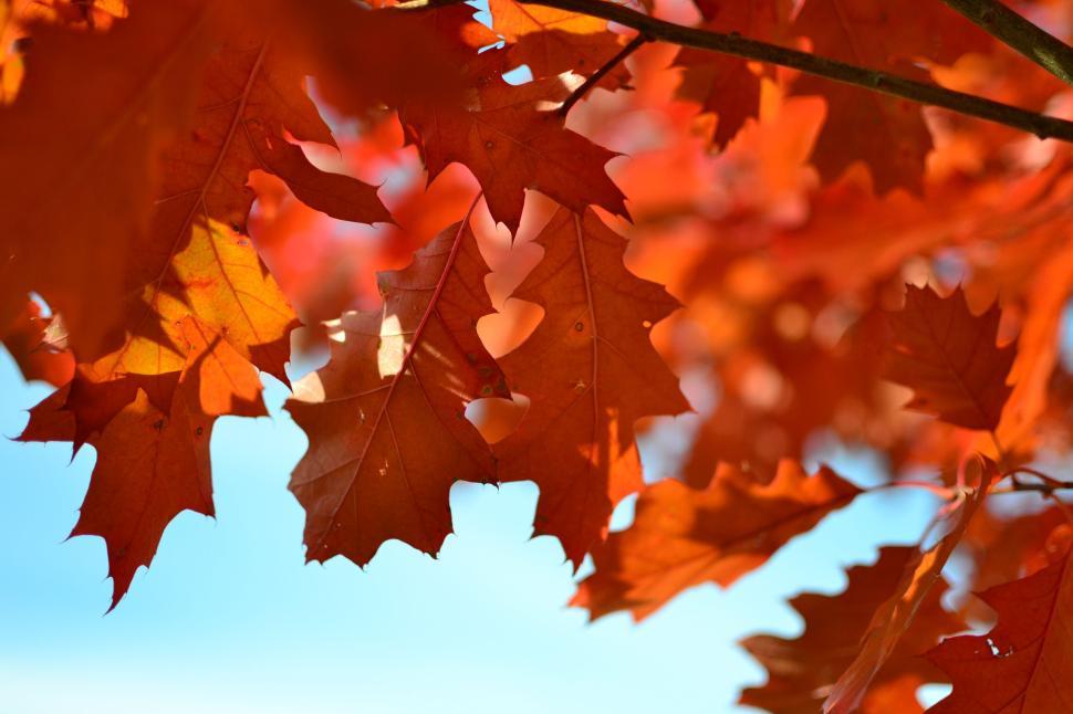 Free Image of Close-up of vibrant orange autumn leaves against sky. 
