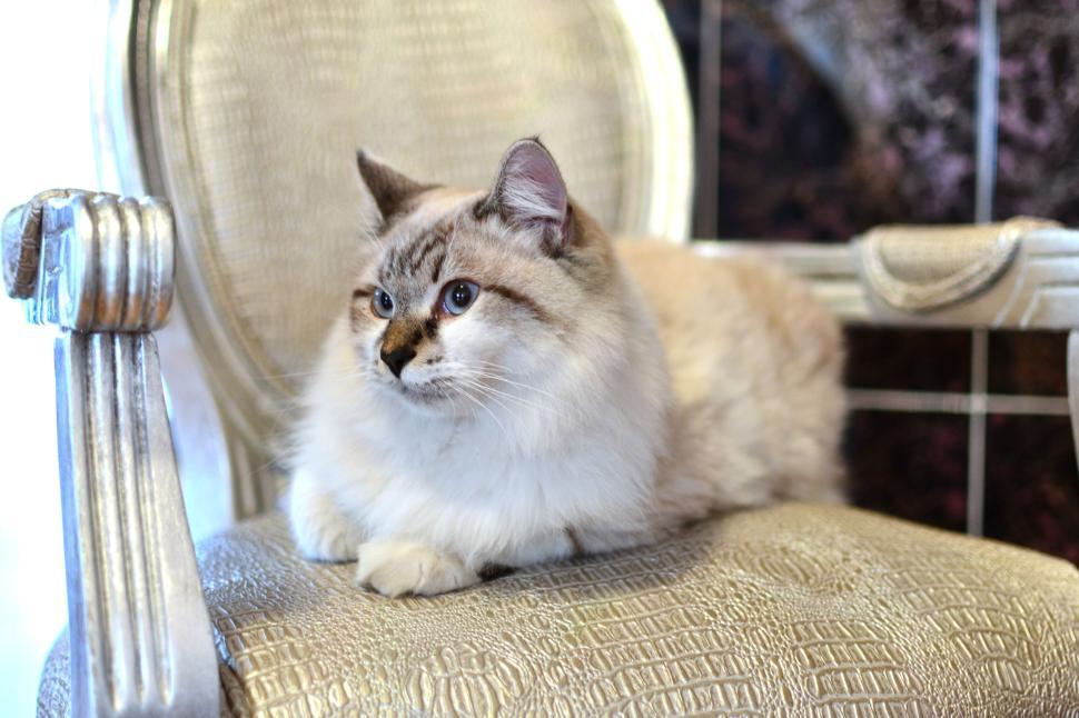 Free Image of Cat resting on an elegant chair in a cozy setting 