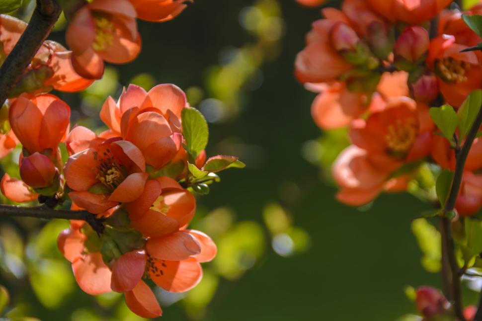 Free Image of Close-up of vibrant red flowers with green background. 