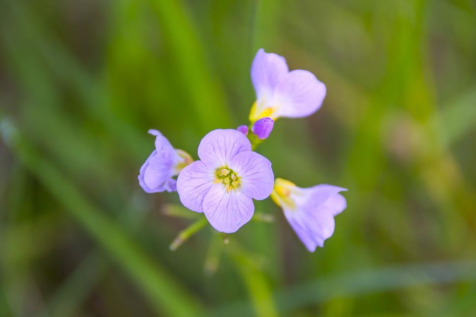 Free Image of Close-up of purple flowers with green blurry background 