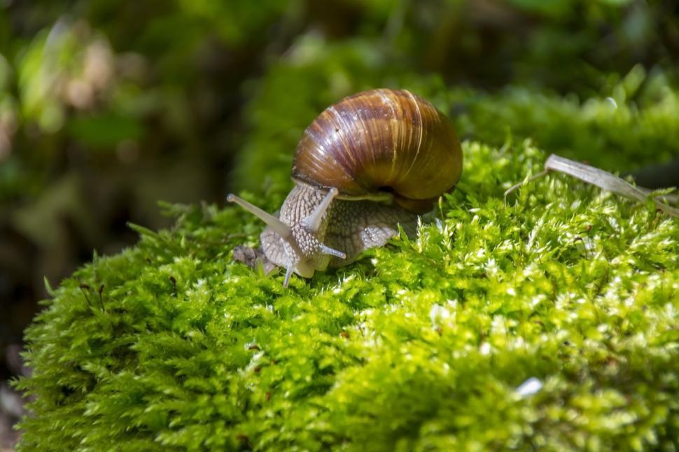 Free Image of Brown snail crawling on vibrant green moss in forest 