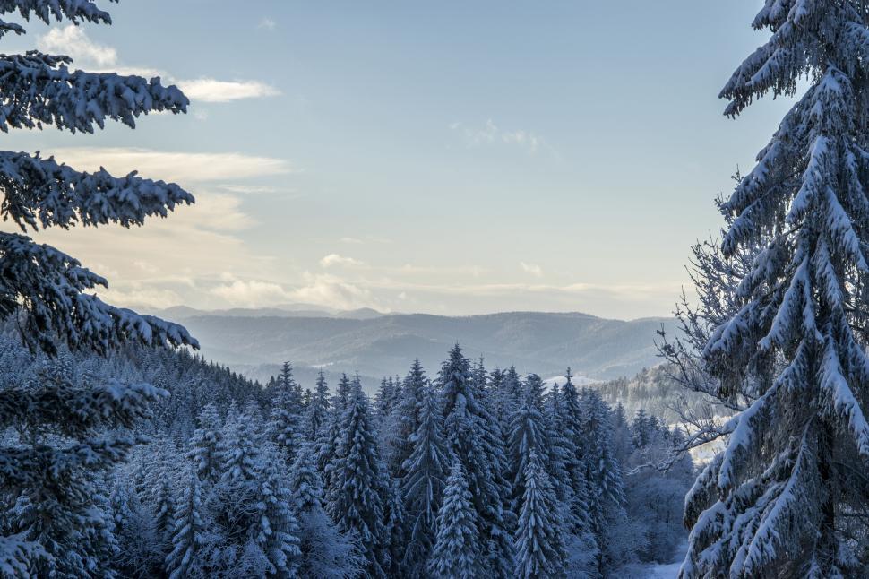 Free Image of Snow-covered pine forest with mountain range backdrop 