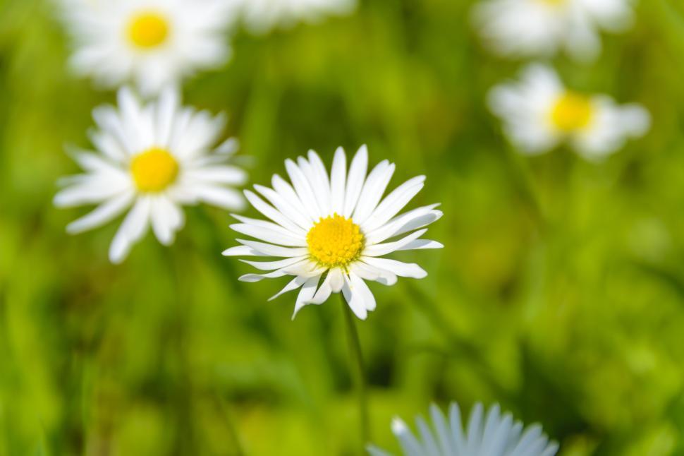 Free Image of Close-up of daisies with bright yellow centers in focus 