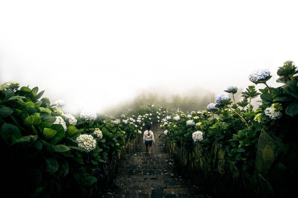 Free Image of Person walking up stone steps lined with blooming flowers. 