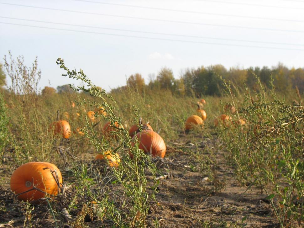 Free Image of Pumpkin Patch 