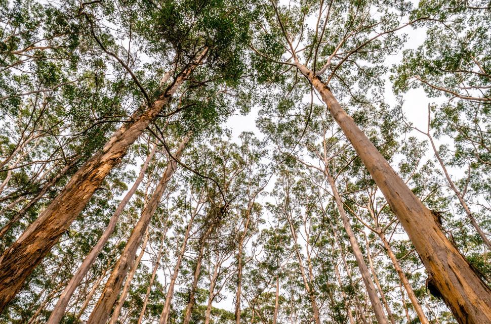 Free Image of High Angle View of Tall Forest Trees in Daylight. 