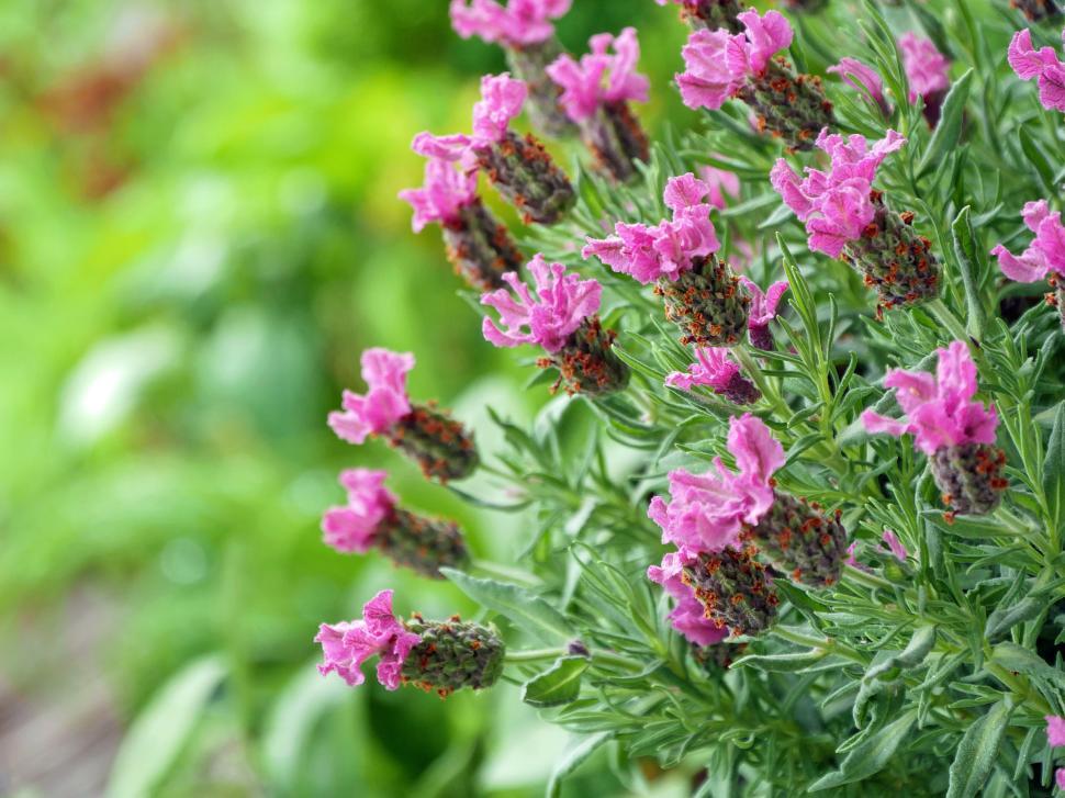 Free Image of Fragrance Spanish Lavender Flowers  