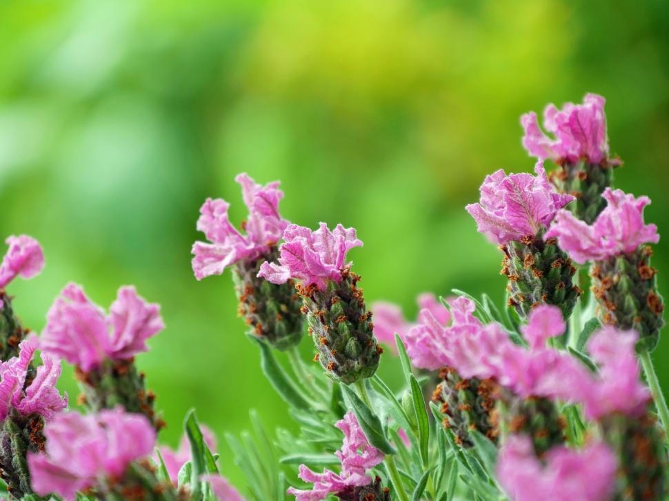 Free Image of Spanish Lavender Flowers 