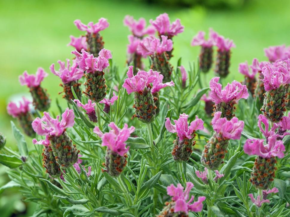 Free Image of Purple Spanish Lavender Flowers 