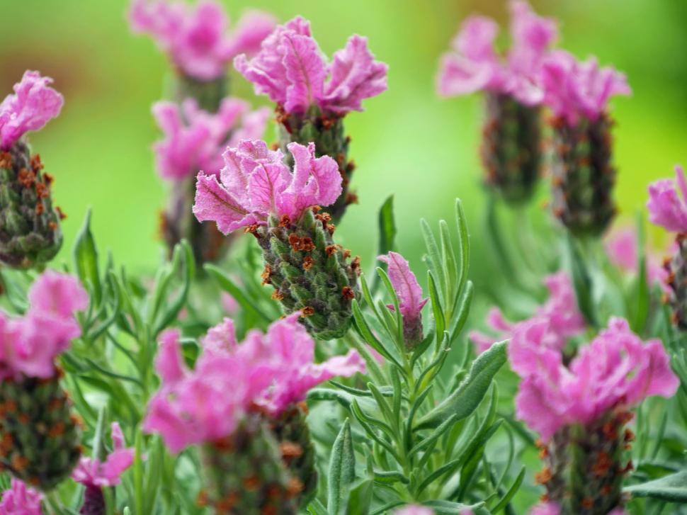 Free Image of Purple Spanish Lavender Flowers 
