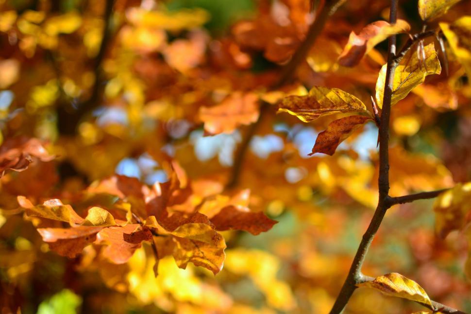 Free Image of Golden autumn leaves on tree branches in sunlight 