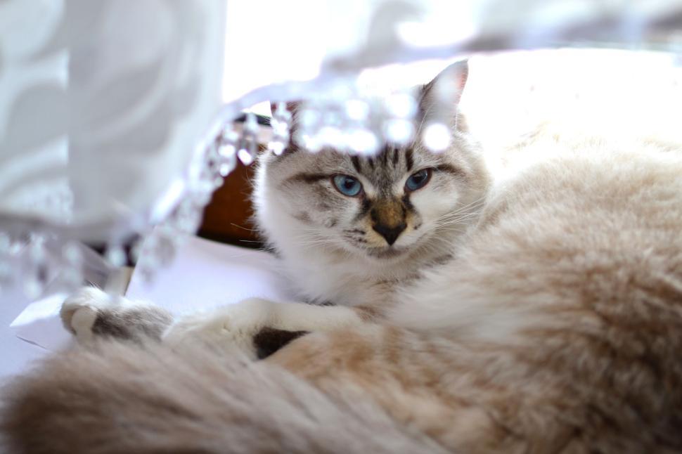 Free Image of Calm and fluffy cat resting under a sunlit curtain 