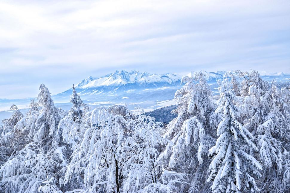 Free Image of Snow-covered trees with mountain range in background 