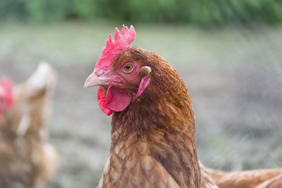 Free Image of Close up of a brown chicken with blurred background. 