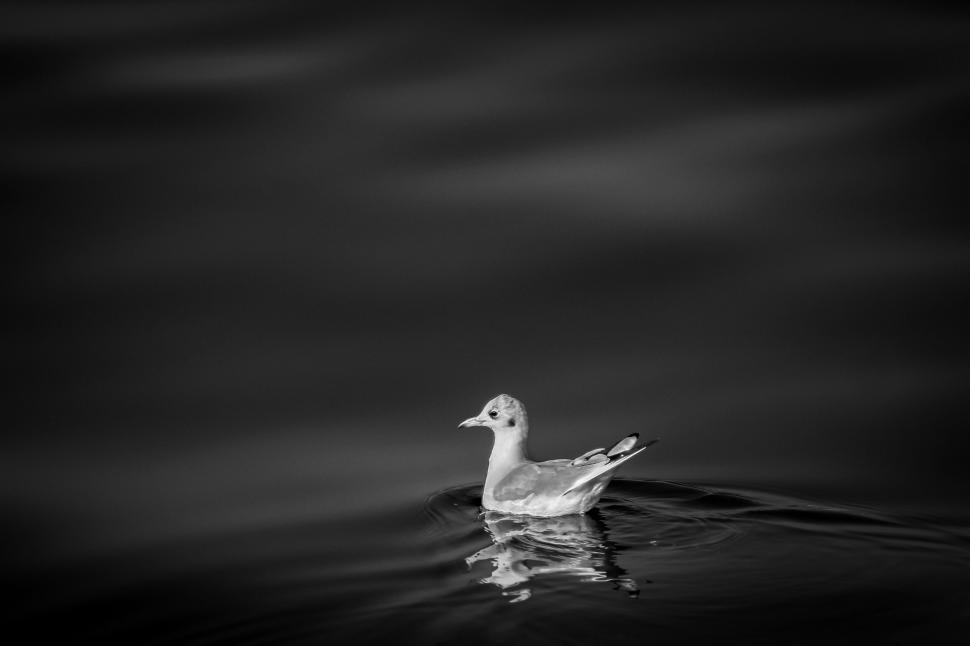 Free Image of Monochrome seagull floating peacefully on still water. 